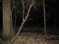 Chicago Ghost Hunters Group investigates Robinson Woods (205).JPG